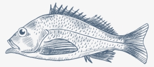 Hand Drawn Fish Vector Free Download - Pacific Ocean Perch #400650