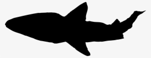 Free Download - Shark Silhouette Jpg #400676