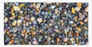 Soft Shells Printed Beach Towel #401179