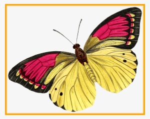 Papillon Drawing Watercolor - Buyenlarge 'european Butterflies And Moths' By James #401534