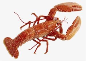 Lobster Watercolor Png Clipart Library - Lobster Png #404320