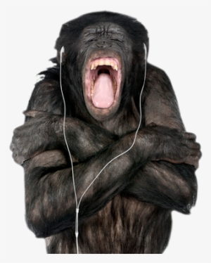 Monkey - Hd Real Monkey Png #405481