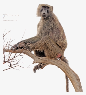 Similar Png - - Yellow Baboons Png #405553