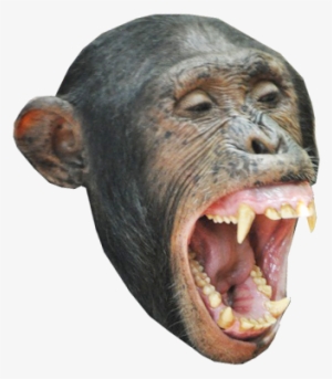 Monkey Head Messages Sticker-2 - Monkey #405579
