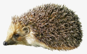 Hedgehog Png Clipart - Hedgehog Png #406028