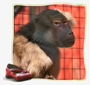 In Memoriam Chelsea, Hamadryas Baboon - Hamadryas Baboon #406222