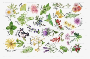 Plants And Herbs Alphabet Tea Towel Giftwrap - Honeysuckle #406596