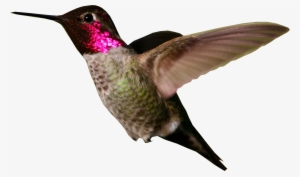 Hummingbird Png Photo - Hummingbird Png #408418