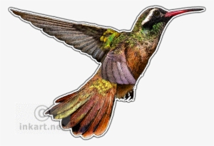 Graphic Transparent Hummingbird Clipart Xantus - Hummingbirds Of North America Mug #408553
