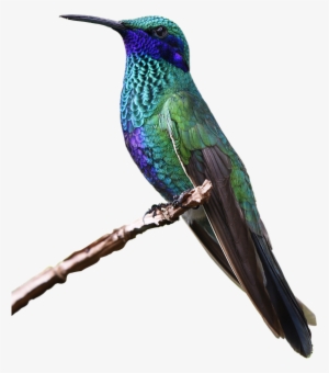 Bee Hummingbird #408578