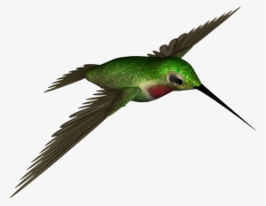 Hummingbird Clipart Colored Bird - Hummingbird .png #408808