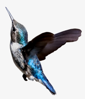 Cuba, Hummingbird, Zunzuncito, Colibri, Turquoise, - Colibri Png #408893