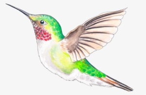 Ruby-throated Hummingbird #409098