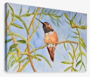 Sweet Hummingbird Canvas Print - Ruby-throated Hummingbird #409217