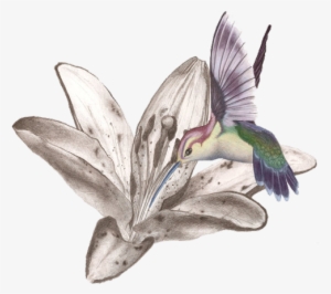 Hummingbird Tattoos Free Png Image - Kolibri Tattoo Flash #409243