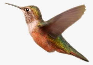 Bird Wings Png Vector Free Library - Hummingbird Orange Transparent Background #409294
