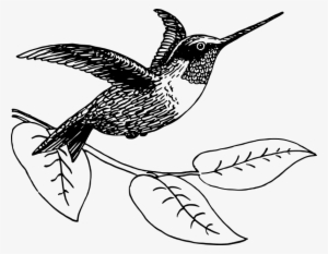 Free Vector Hummingbird - Hummingbird Picture Black And White #409351