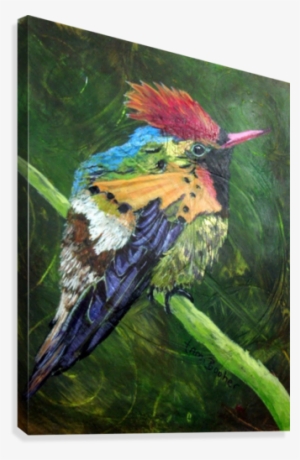 Tufted Coquette Hummingbird Canvas Print - Tufted Coquette #409542