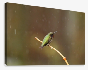 Rainy Day Hummingbird Canvas Print - Hummingbird #409565