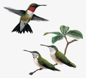 Immature Male Ruby Throated Hummingbird #409613