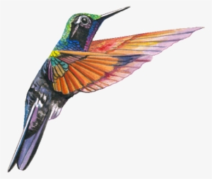 Aves - Hummingbird Free Download #409789