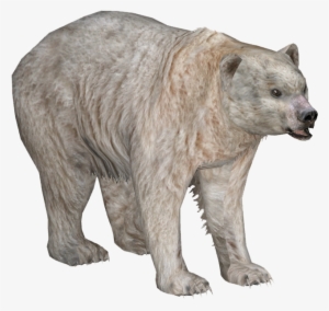 Spirit Bear - Wiki #4000730