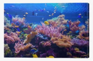 Tropical Fish On A Coral Reef Canvas Print • Pixers® - Coral Reef Panorama #4001565