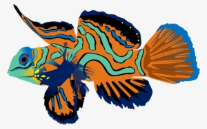 Mandarin Fish By Adamzt2 On Deviantart Clip Art Free - Ryba Kolorowa #4002000
