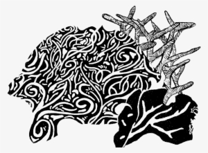 Coral Complete Trns - Portable Network Graphics #4002348