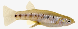 A Pregnant Fish Of A Poeciliopsis Turneri, A Live-bearing - Guppy #4002354