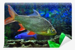 Aquarium #4002764