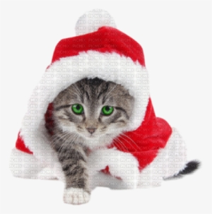 Christmas Cat - Striped Cat Dressed Like Santa For Christmas #4004154