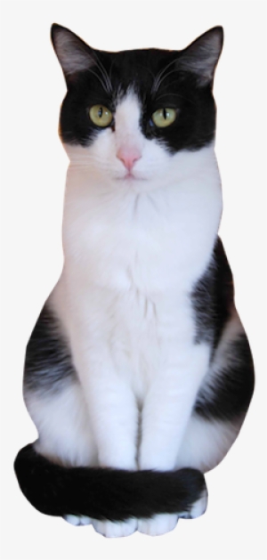 Why Choose A Tuxedo Cat To Be The Star Of Your Ecard - Tuxedo Cat Transparent #4004211
