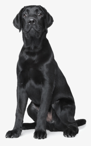 About Blackdog Design/build/remodel - Boo Radley Foundation #4004341