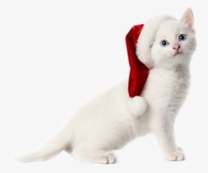 Cat Christmas Facebook Cover #4004543