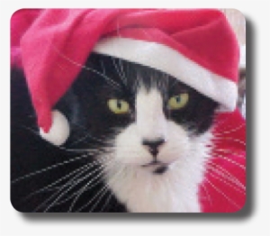 Cat - Kitten #4004803