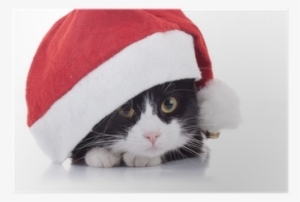 Christmas Black And White Cat #4005389