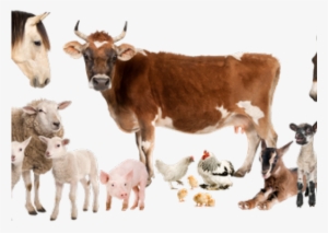 Pics Of Farm Animals - All Animals Pics Png #4005620