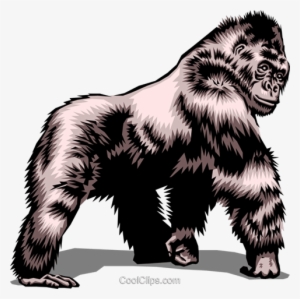 Gorilla #4005786 Gorilla #4005786