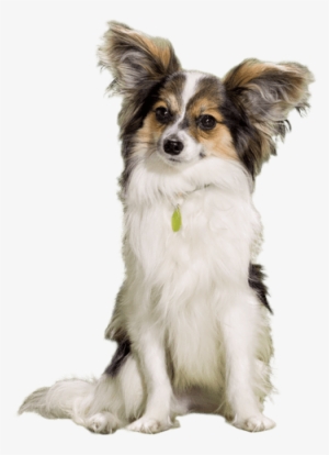 Small Dog Sitting Still - Dog #4005817