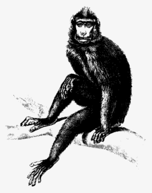 All Photo Png Clipart - Monkey Laugh Vector Black And White #4006135