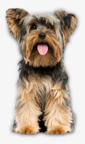 Benefits Of Feeding A Small Breed Formula - Yorkshire Terrier Png #4006454