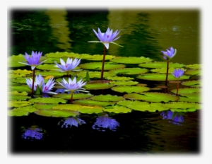 Caerulea Egyptian Lotus Waterlily - Egyptian Water Lily #4006459