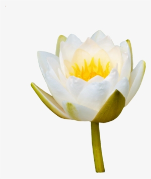 Water Lily,rose,flower,water Rose,nuphar Lutea,pond - Flor Nenúfar Png #4006616