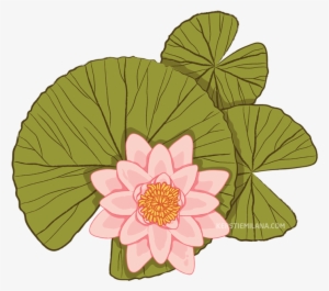 Water Lilies - Sacred Lotus #4006707