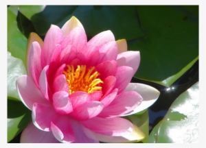 Water Lilies Are In A Family Name That's Unusual It's #4006761
