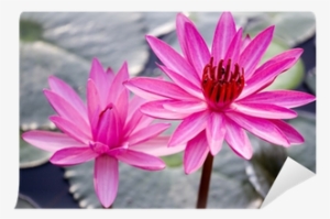 Water Lilies Art Print #4006805