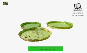 Waterlilies 7 By Jean52 - Aquatic Plant #4007077