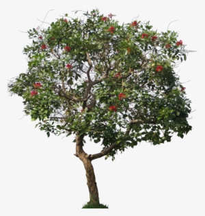 Erythrina Cristagalli - Jpg Tree #4009281