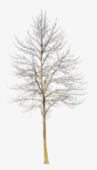 Download Winter Tree Png Transparent Winter Tree Png Image Free Download Pngkey